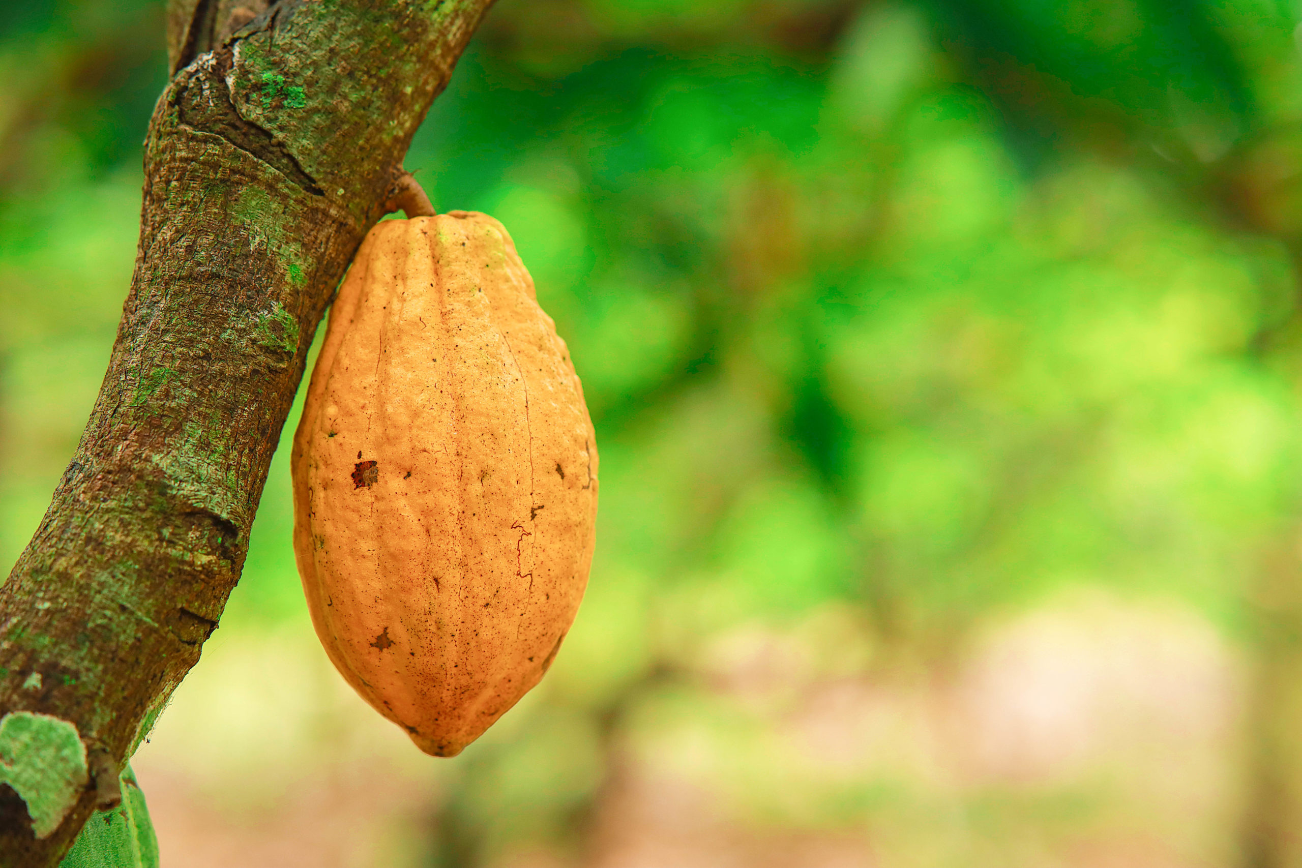 Sweet Nothings Deforestation Remains High across Ghana & Côte d’Ivoire